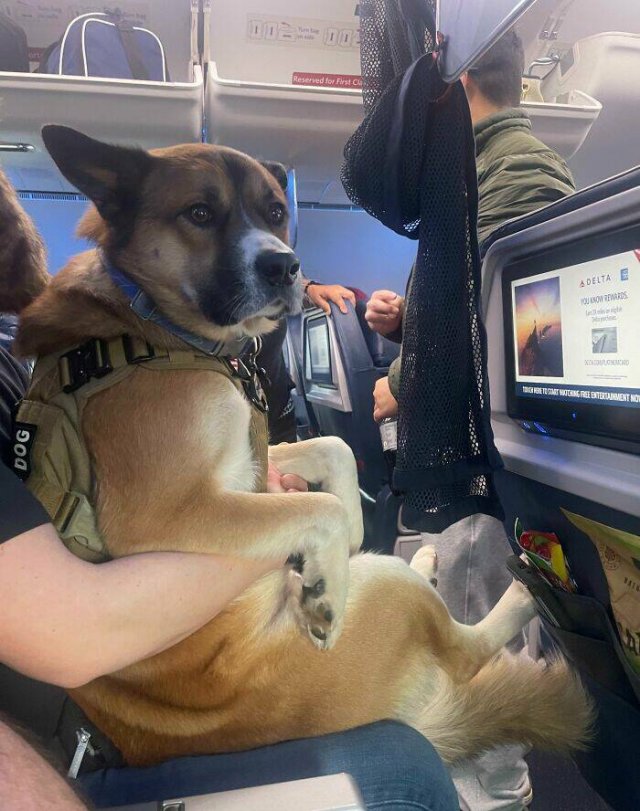 Unexpected Passengers (25 pics) Unexpected Passengers (25 pics)