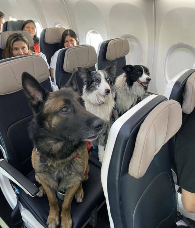 Unexpected Passengers (25 pics)