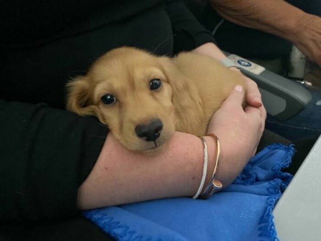 Unexpected Passengers (25 pics)