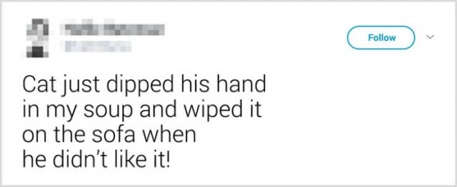 Naughty And Funny Cats (23 pics)