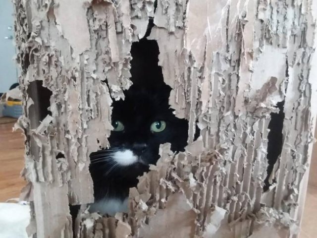 Naughty And Funny Cats (23 pics)
