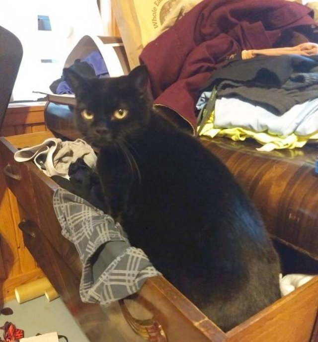 Naughty And Funny Cats (23 pics)