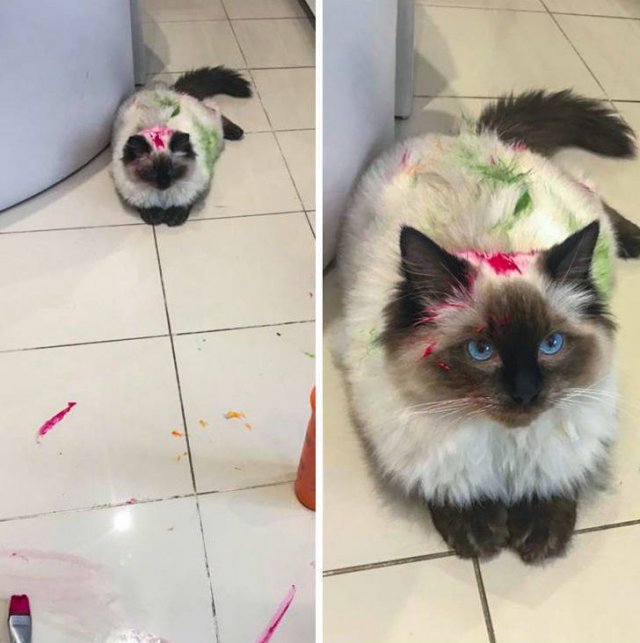 Naughty And Funny Cats (23 pics)