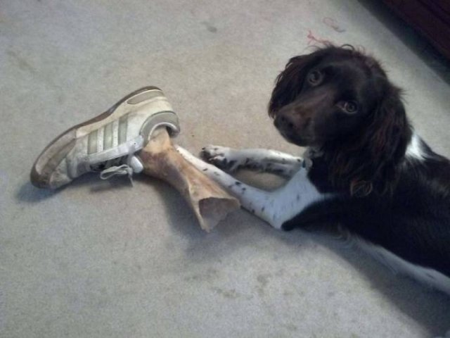 Animals That Scared Their Owners (24 pics)