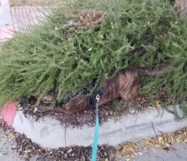 People Share Their Funny Pets (20 pics) People Share Their Funny Pets (20 pics)