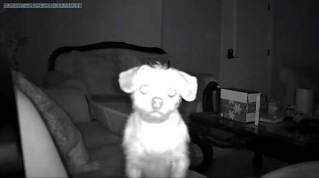 Animals That Scared Their Owners (24 pics)