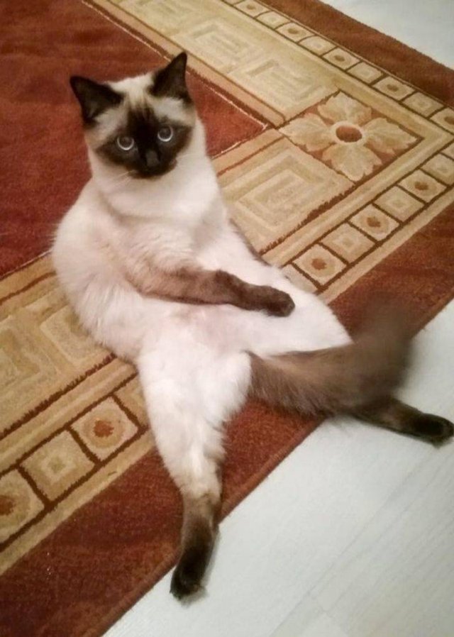 People Share Their Funny Pets (20 pics) People Share Their Funny Pets (20 pics)