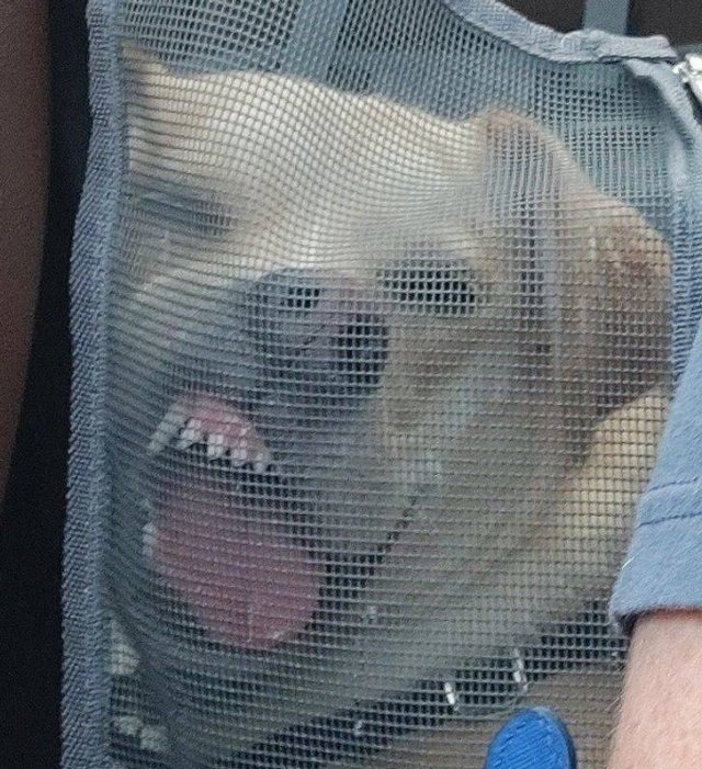 People Share Their Funny Pets (20 pics) People Share Their Funny Pets (20 pics)