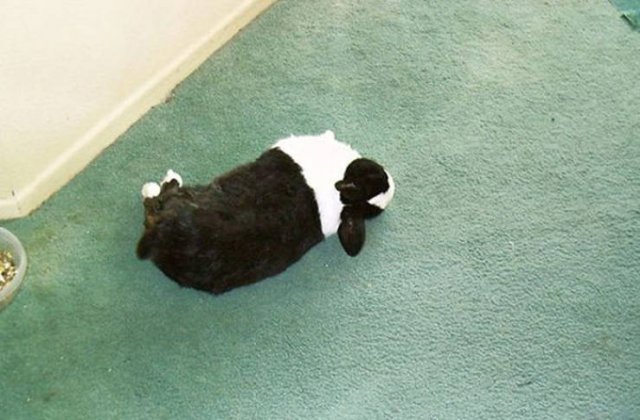 Animals That Scared Their Owners (24 pics)