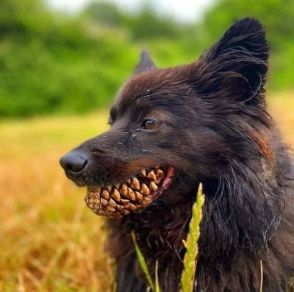 Animals That Scared Their Owners (24 pics)