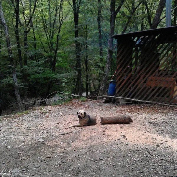 Animals That Scared Their Owners (24 pics)