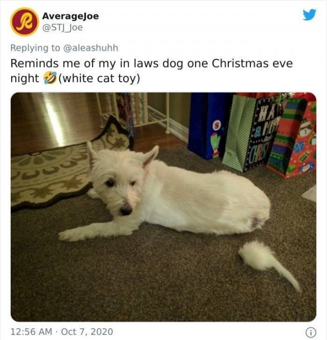 Animals That Scared Their Owners (24 pics)