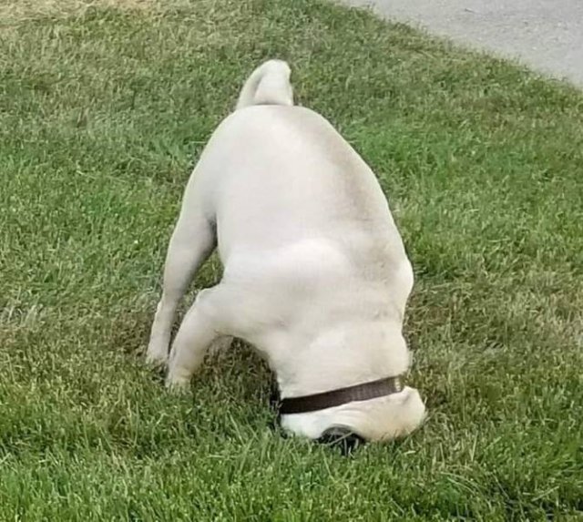 People Share Their Funny Pets (20 pics) People Share Their Funny Pets (20 pics)