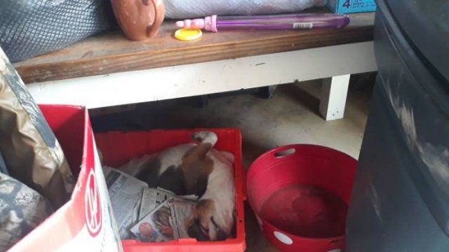Animals That Scared Their Owners (24 pics)