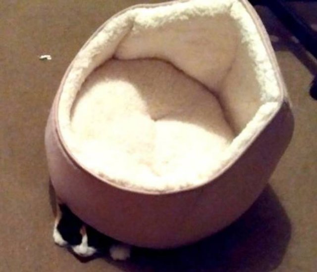 People Share Their Funny Pets (20 pics) People Share Their Funny Pets (20 pics)