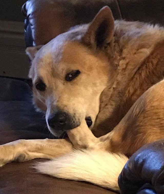 People Share Their Funny Pets (20 pics) People Share Their Funny Pets (20 pics)