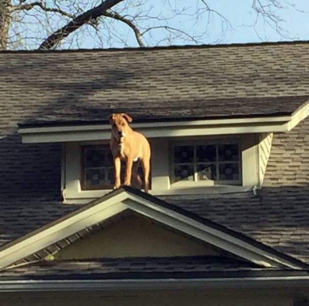 Animals That Scared Their Owners (24 pics)