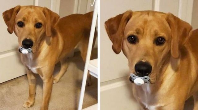 People Share Their Funny Pets (20 pics) People Share Their Funny Pets (20 pics)