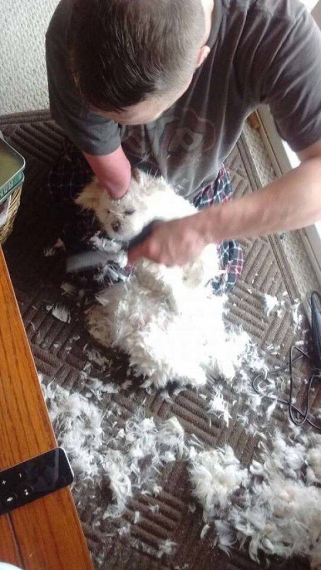 Animals That Scared Their Owners (24 pics)