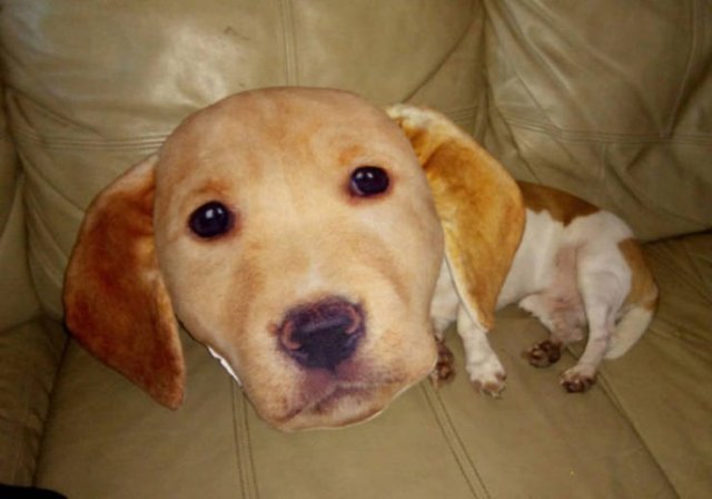 Animals That Scared Their Owners (24 pics)