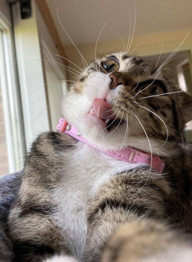 People Share Their Funny Pets (20 pics)
