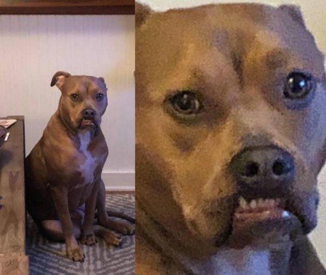 People Share Their Funny Pets (20 pics) People Share Their Funny Pets (20 pics)