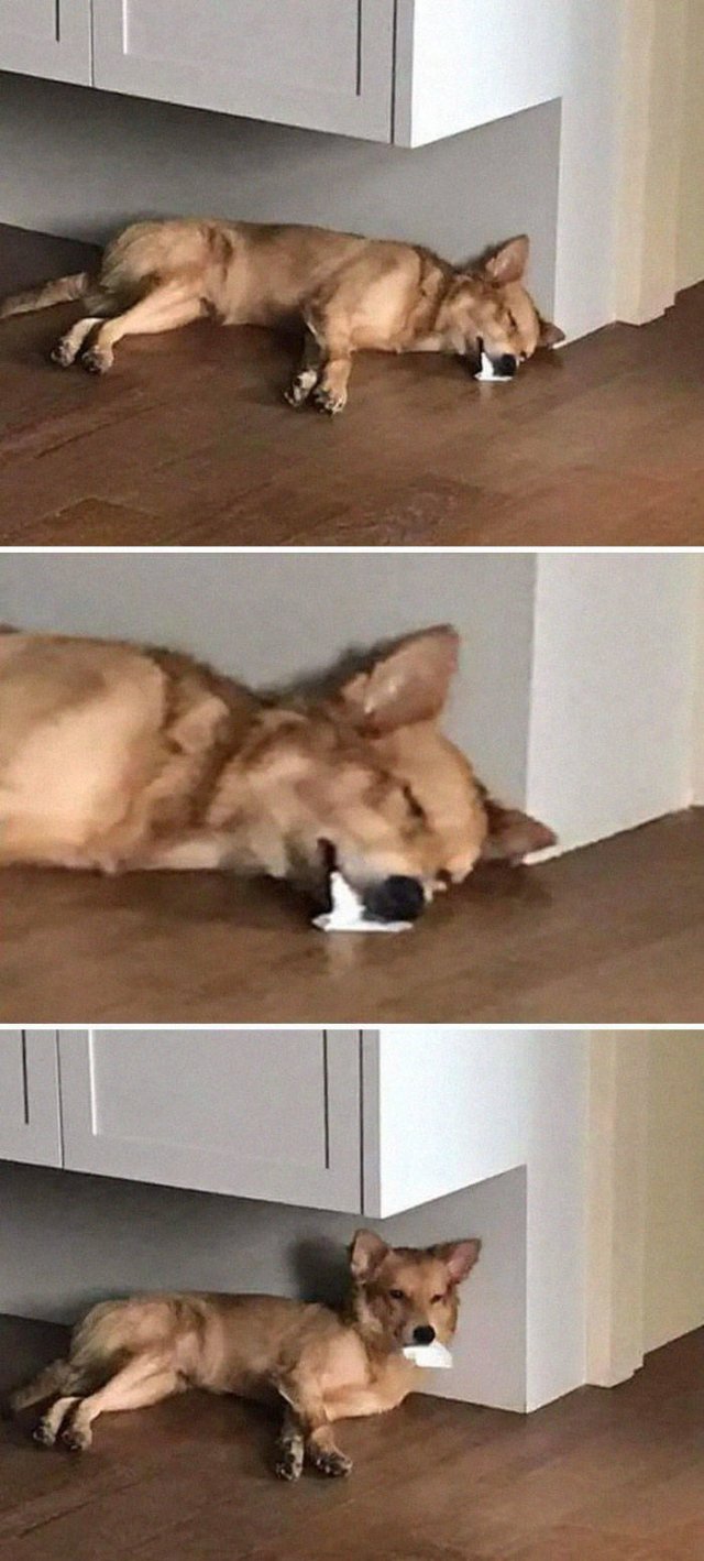 Animals That Scared Their Owners (24 pics)