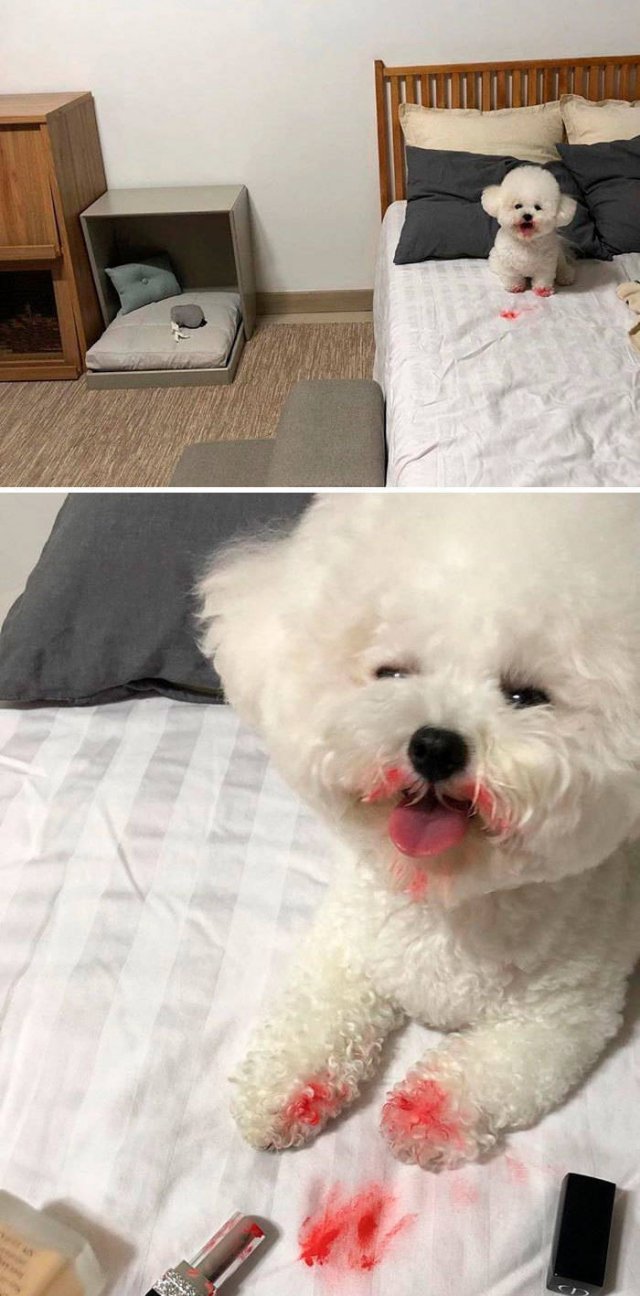 Animals That Scared Their Owners (24 pics)