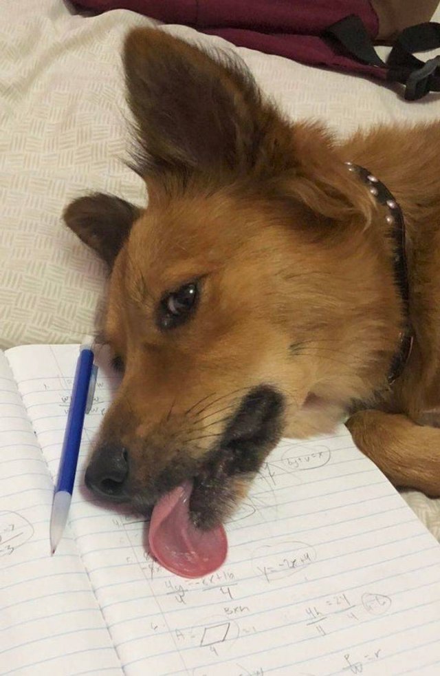 People Share Their Funny Pets (20 pics) People Share Their Funny Pets (20 pics)