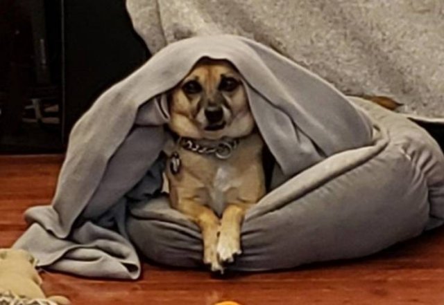 People Share Their Funny Pets (20 pics) People Share Their Funny Pets (20 pics)