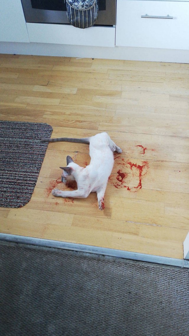 Animals That Scared Their Owners (24 pics)