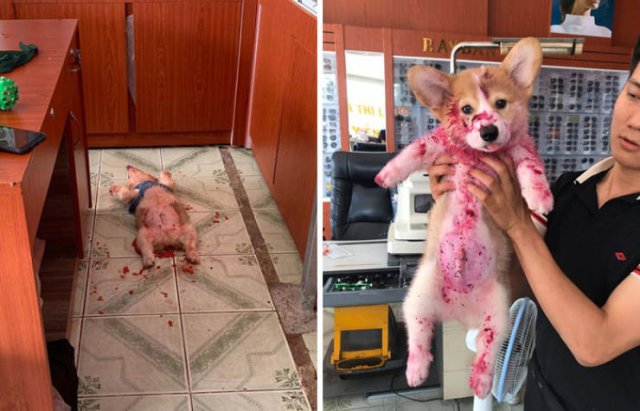 Animals That Scared Their Owners (24 pics)
