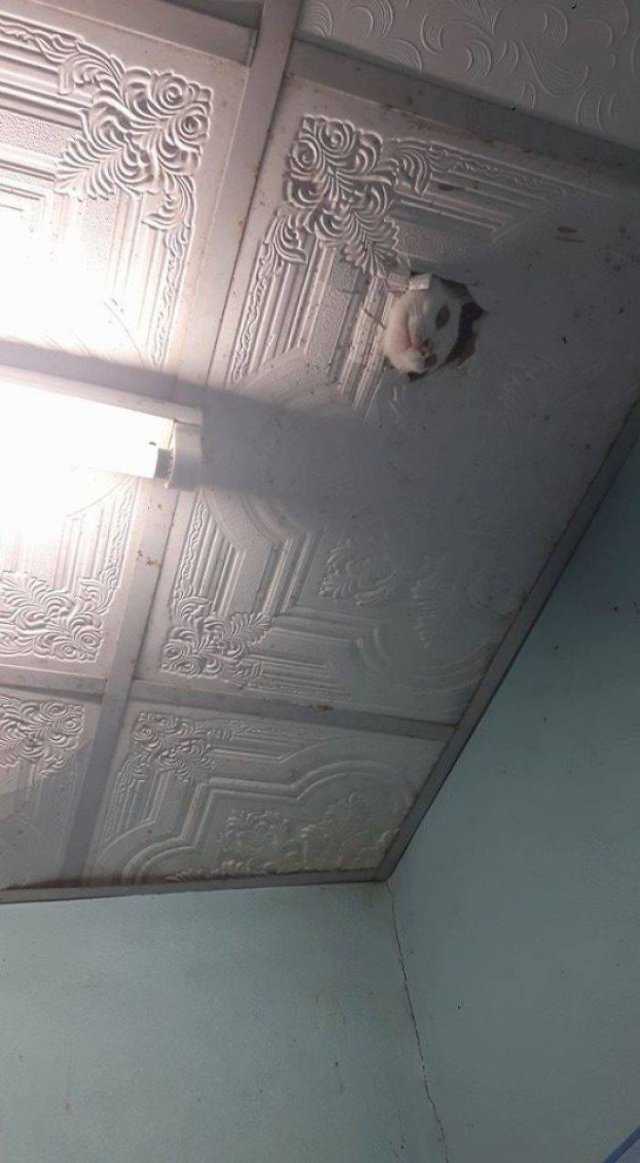 Animals That Scared Their Owners (24 pics)