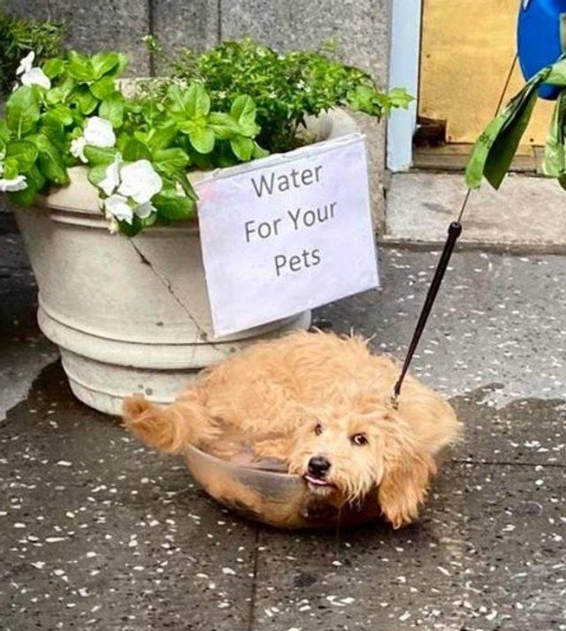 People Share Their Funny Pets (20 pics) People Share Their Funny Pets (20 pics)