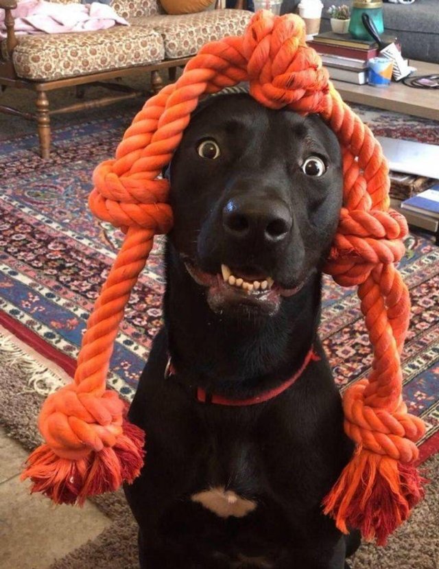 People Share Their Funny Pets (20 pics) People Share Their Funny Pets (20 pics)