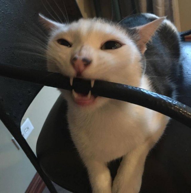 People Share Their Funny Pets (20 pics) People Share Their Funny Pets (20 pics)