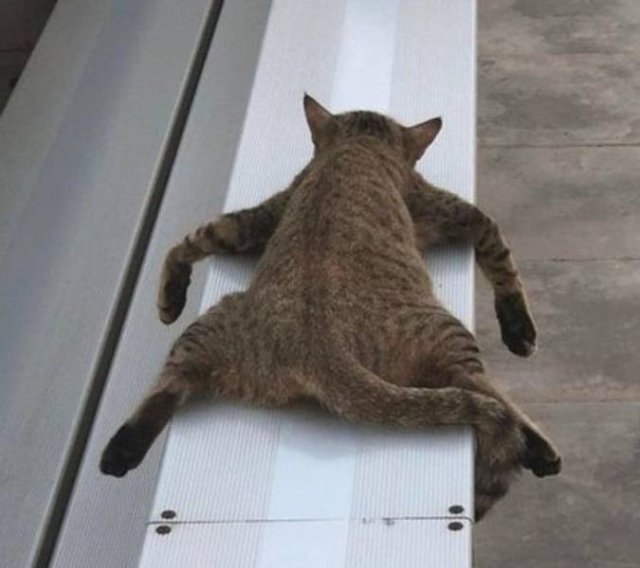 People Share Their Funny Pets (20 pics) People Share Their Funny Pets (20 pics)