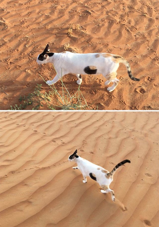 Animals That Scared Their Owners (24 pics)