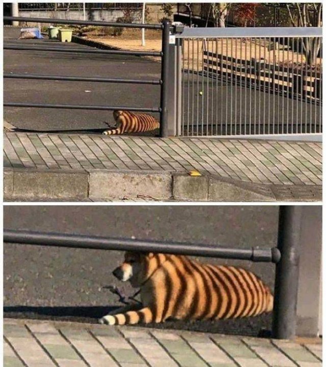 Animals That Scared Their Owners (24 pics)