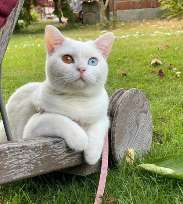 Cute And Funny Cats (27 pics)