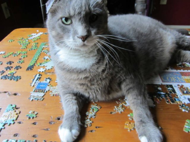 They Don't Like Puzzles (21 pics)