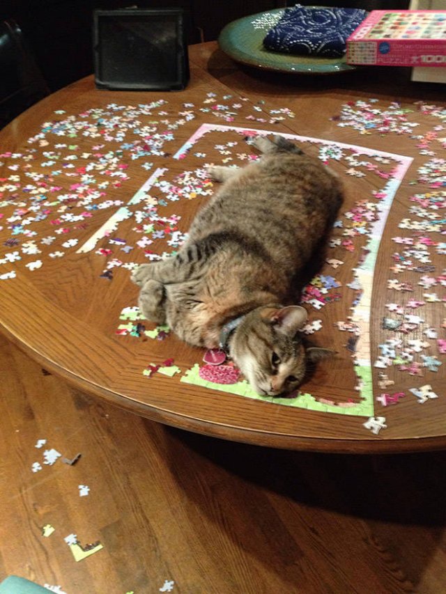 They Don't Like Puzzles (21 pics)