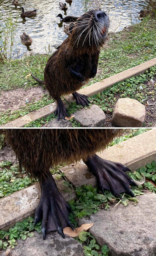 Animals With Unusual Paws (25 pics)