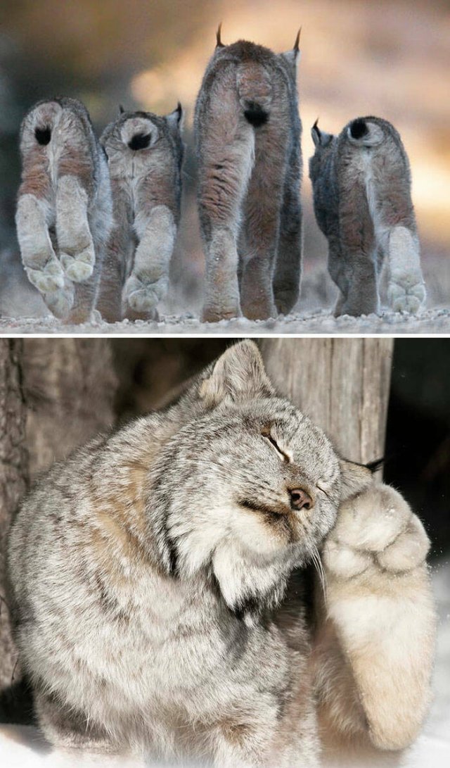Animals With Unusual Paws (25 pics)