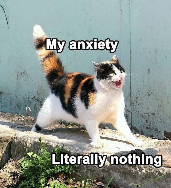 Truthful Memes (17 pics)
