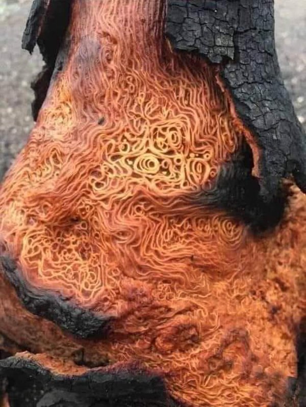 Interesting Finds And Discoveries (24 pics)
