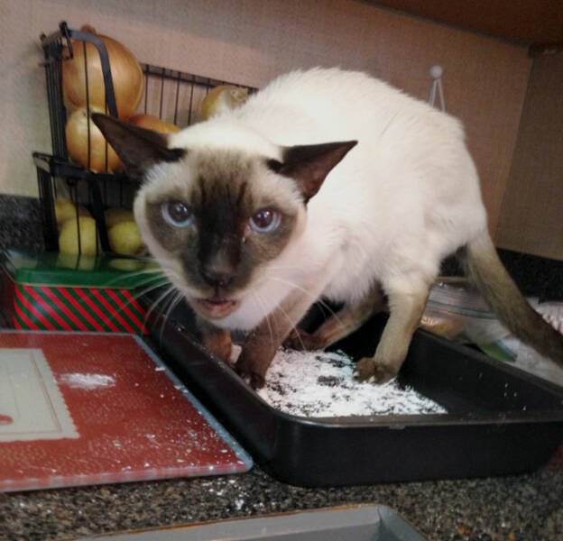 Fails In The Kitchen (25 pics)
