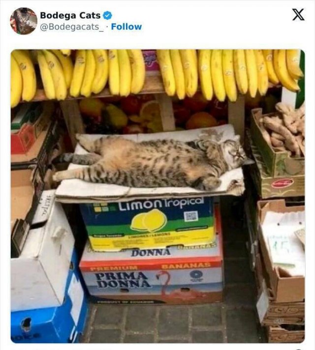 Cats In Unexpected Places (25 pics)
