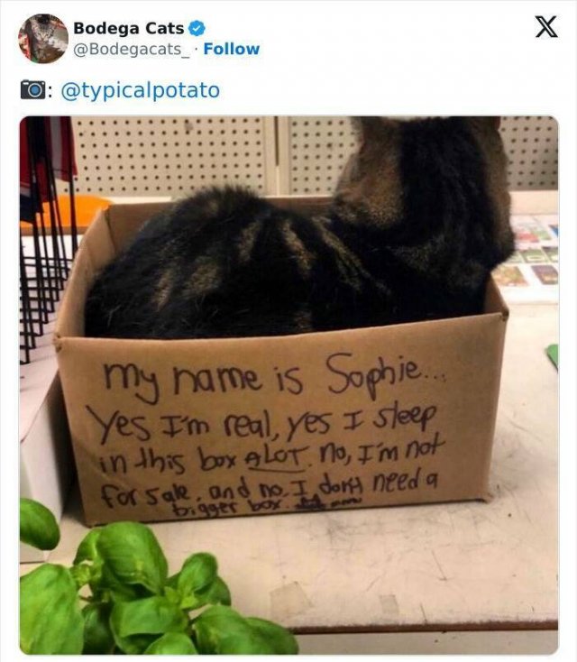 Cats In Unexpected Places (25 pics)