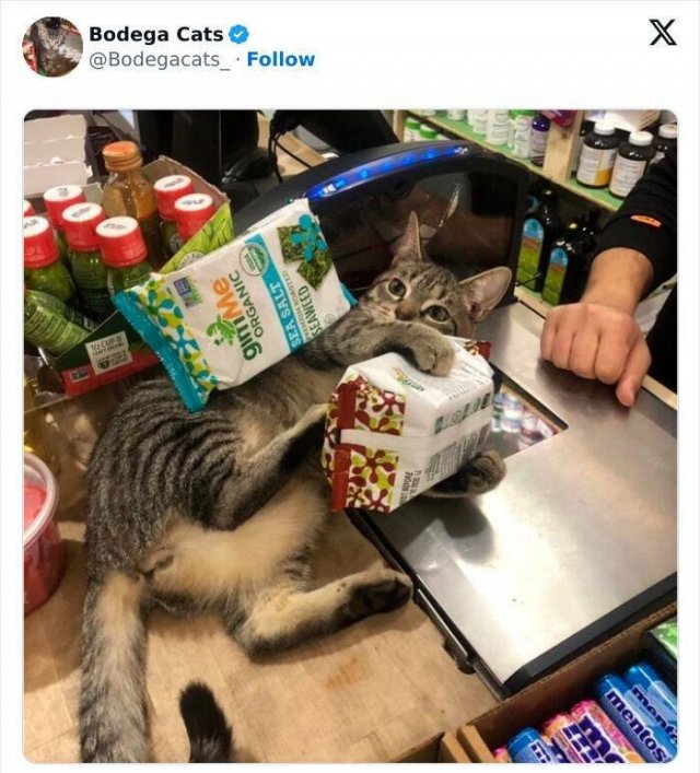 Cats In Unexpected Places (25 pics)